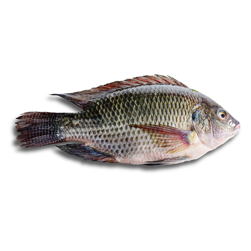 TILAPIA IMPORTADA NEGRA LBS